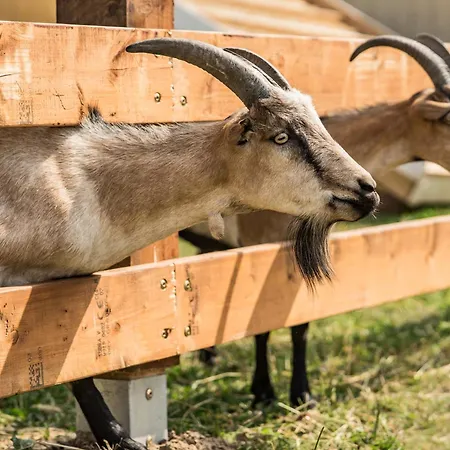 Holiday home Wczasowy Z Dostepem Do Mini Zoo Donkeyszot