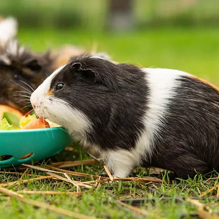 Wczasowy Z Dostepem Do Mini Zoo Donkeyszot *
