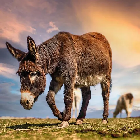 Holiday home Wczasowy Z Dostepem Do Mini Zoo Donkeyszot Rogozina