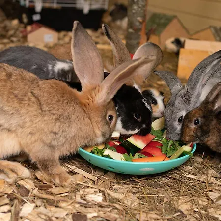 Wczasowy Z Dostepem Do Mini Zoo Donkeyszot *
