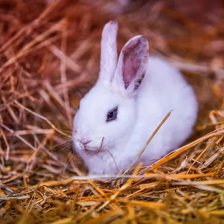 Holiday home Wczasowy Z Dostepem Do Mini Zoo Donkeyszot *