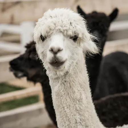Holiday home Wczasowy Z Dostepem Do Mini Zoo Donkeyszot