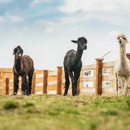 Wczasowy Z Dostepem Do Mini Zoo Donkeyszot