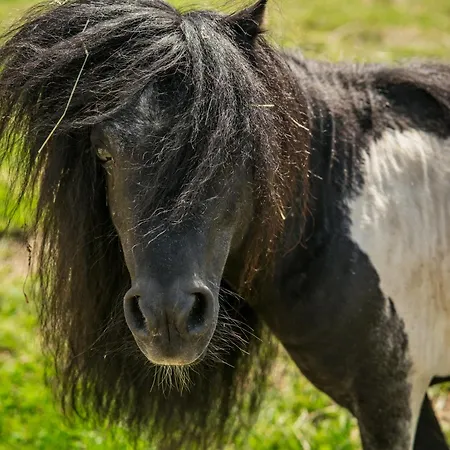 Wczasowy Z Dostepem Do Mini Zoo Donkeyszot Holiday home