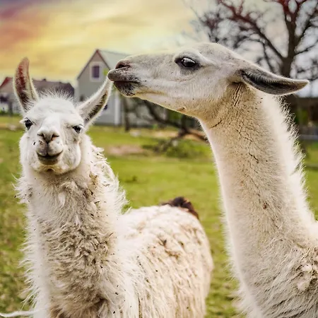 Wczasowy Z Dostepem Do Mini Zoo Donkeyszot Holiday home *