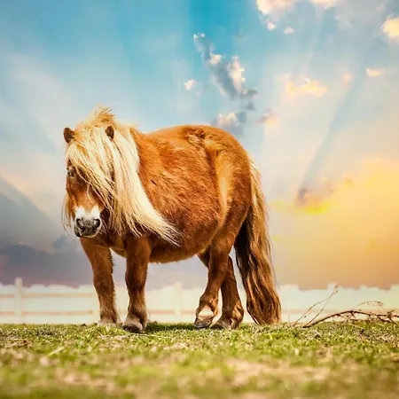Holiday home Wczasowy Z Dostepem Do Mini Zoo Donkeyszot *